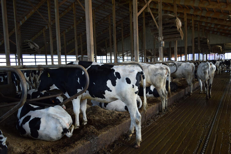 The barn is equipped with manure scrapers, a manure separation system, and 4.5 million gallons of manure storage. The barn is equipped with manure scrapers, a manure separation system, and 4.5 million gallons of manure storage.